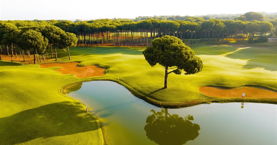 Borovice Sueno Golf