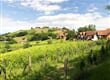 Lendava 6   vinice