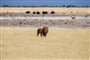 Foto - Namibie a Botswana + AFRICKÉ SAFARI + VIKTORIINY VODOPÁDY