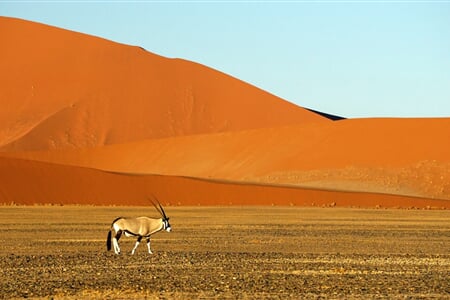 Namibie a JAR - safari v Etoshe, rudé duny Namibu a kouzlo Kapska
