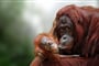 Foto - To nejlepší z Bornea + PŘÍRODNÍ REZERVACE ORANGUTANŮ + OSTROV MATAKING