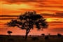 Foto - To nejlepší z Ugandy + HORSKÉ GORILY A ŠIMPANZI + SAFARI V NÁRODNÍCH PARCÍCH