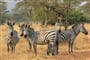 Foto - To nejlepší z Ugandy + HORSKÉ GORILY A ŠIMPANZI + SAFARI V NÁRODNÍCH PARCÍCH