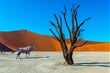 oryx v Deadvlei - Namibie