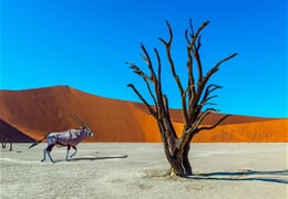 Namibie a JAR - safari v Etoshe, rudé duny Namibu a kouzlo Kapska