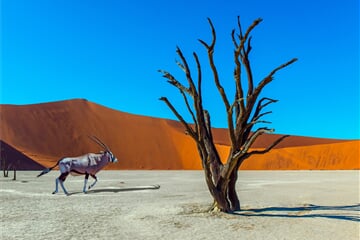 Namibie a JAR - safari v Etoshe, rudé duny Namibu a kouzlo Kapska