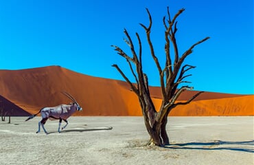Namibie a JAR - safari v Etoshe, rudé duny Namibu a kouzlo Kapska