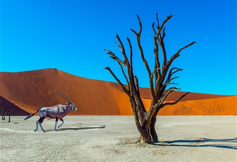 Namibie a JAR - safari v Etoshe, rudé duny Namibu a kouzlo Kapska