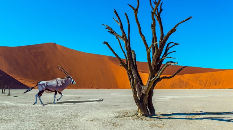 oryx v Deadvlei - Namibie