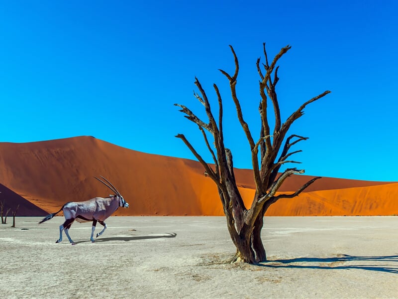 Namibie a JAR - safari v Etoshe, rudé duny Namibu a kouzlo Kapska