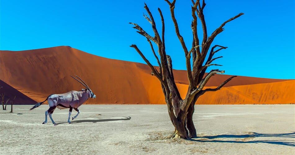 oryx v Deadvlei - Namibie