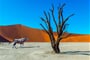 oryx v Deadvlei - Namibie