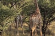 Omaruru - Namibie