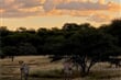 západ slunce na safari - Namibie