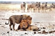 NP Etosha - Namibie