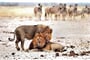 NP Etosha - Namibie