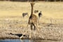 Foto - Namibie a Botswana + AFRICKÉ SAFARI + VIKTORIINY VODOPÁDY