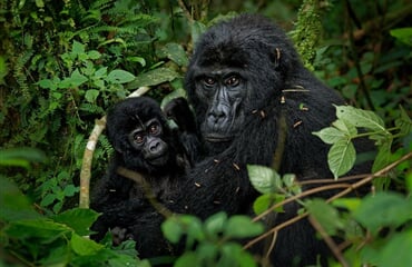 To nejlepší z Ugandy + HORSKÉ GORILY A ŠIMPANZI + SAFARI V NÁRODNÍCH PARCÍCH