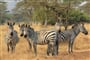 Foto - To nejlepší z Ugandy + HORSKÉ GORILY A ŠIMPANZI + SAFARI V NÁRODNÍCH PARCÍCH