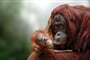 Foto - To nejlepší z Bornea + PŘÍRODNÍ REZERVACE ORANGUTANŮ + OSTROV MATAKING