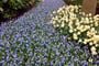 Keukenhof 