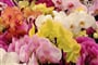 Keukenhof orchideje 