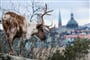 Foto - Adventní Helsinky + STOCKHOLM + VÁNOČNÍ SKANZEN VE ŠVÉDSKU