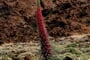 Teide z hotelu 