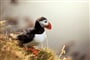 Foto - Národní parky jižního Irska + PLAVBA KE SKELLIG ISLANDS + DINGLE