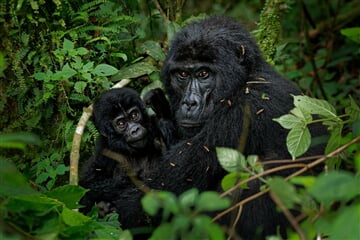 To nejlepší z Ugandy + HORSKÉ GORILY A ŠIMPANZI + SAFARI V NÁRODNÍCH PARCÍCH