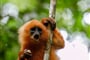 Foto - To nejlepší z Bornea + PŘÍRODNÍ REZERVACE ORANGUTANŮ + OSTROV MATAKING