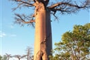 Baobab 02