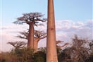 Baobab 03