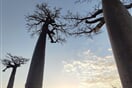 Baobab 04