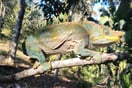 Chameleon Parsoni 01
