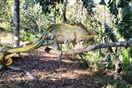 Chameleon Parsoni 02