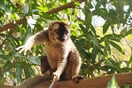 Lemur rudočelý