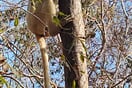 Lemur Sifaka v Kirindy 01