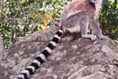 NP Isalo lemur kata