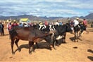 Ambalavao trh zebu 01