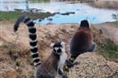 Anja lemur kata 02
