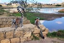 Anja lemur kata 03