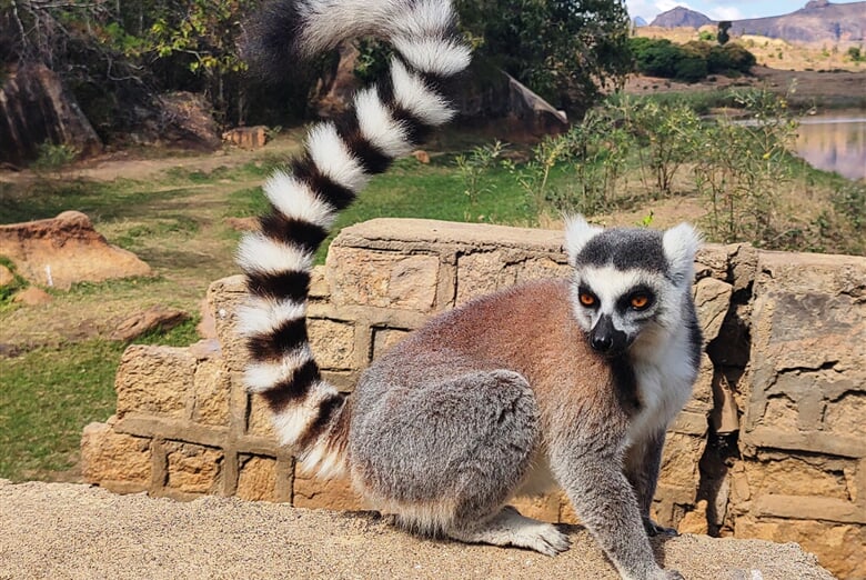 Anja lemur kata