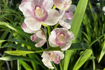Drážďany - mezinárodní výstava orchidejí