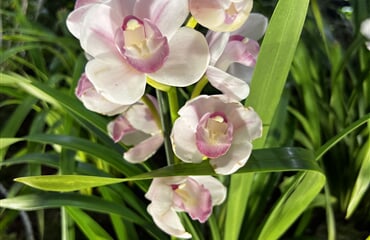 Drážďany - mezinárodní výstava orchidejí