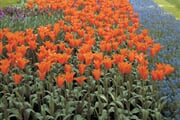Holandsko kytky