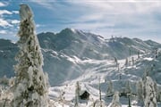 Vogel 09