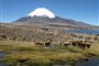 Peru - Chile - Národní park Lauca
