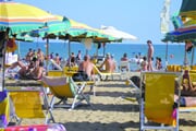 Bibione ilust.