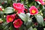 Německo - Drážďany - Pillnitz, kvetoucí kamélie ukrytá ve skleníku těžkém 54 tun,ten  se na léto odsouvá, v zimě kamélii chrání a udržuje teplotu 6-10°